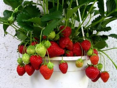 Высокие грядки на даче своими руками: фото и технология изготовления