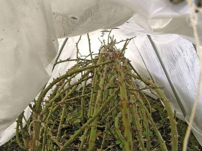 Выращивание роз: проблемы, с которыми столкнетесь
